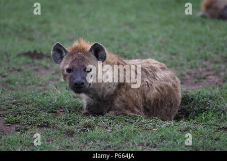 Hyäne beschmutzt. Große Clan 20 + Hyänen essen die Reste eines Gnus. Olare Motorogi Conservancy, Masai Mara, Kenia, Ostafrika Stockfoto