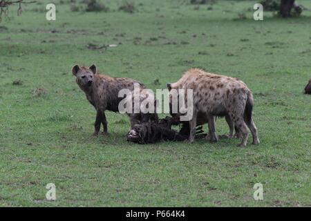 Hyäne beschmutzt. Große Clan 20 + Hyänen essen die Reste eines Gnus. Olare Motorogi Conservancy, Masai Mara, Kenia, Ostafrika Stockfoto