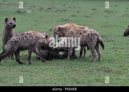 Hyäne beschmutzt. Große Clan 20 + Hyänen essen die Reste eines Gnus. Olare Motorogi Conservancy, Masai Mara, Kenia, Ostafrika Stockfoto