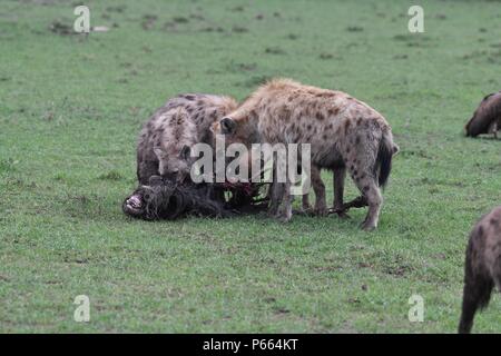 Hyäne beschmutzt. Große Clan 20 + Hyänen essen die Reste eines Gnus. Olare Motorogi Conservancy, Masai Mara, Kenia, Ostafrika Stockfoto