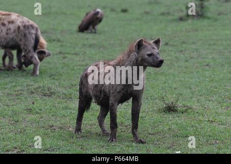 Hyäne beschmutzt. Große Clan 20 + Hyänen essen die Reste eines Gnus. Olare Motorogi Conservancy, Masai Mara, Kenia, Ostafrika Stockfoto