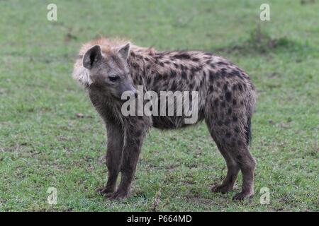 Hyäne beschmutzt. Große Clan 20 + Hyänen essen die Reste eines Gnus. Olare Motorogi Conservancy, Masai Mara, Kenia, Ostafrika Stockfoto