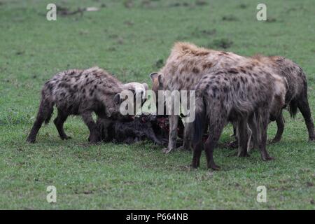 Hyäne beschmutzt. Große Clan 20 + Hyänen essen die Reste eines Gnus. Olare Motorogi Conservancy, Masai Mara, Kenia, Ostafrika Stockfoto