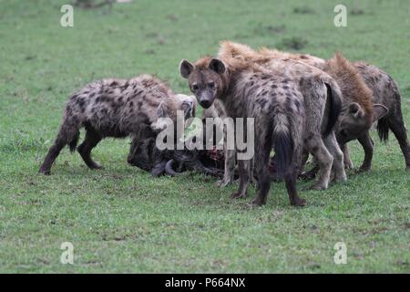 Hyäne beschmutzt. Große Clan 20 + Hyänen essen die Reste eines Gnus. Olare Motorogi Conservancy, Masai Mara, Kenia, Ostafrika Stockfoto