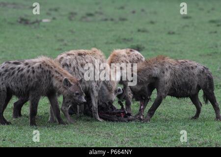 Hyäne beschmutzt. Große Clan 20 + Hyänen essen die Reste eines Gnus. Olare Motorogi Conservancy, Masai Mara, Kenia, Ostafrika Stockfoto