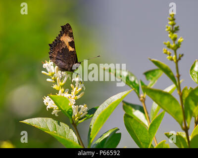 Schmetterling auf einer Blüte Stockfoto