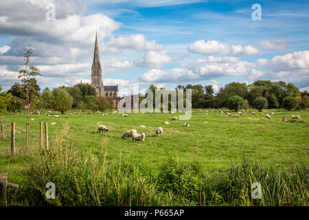 Die Kathedrale von Salisbury gesehen von den Wiesen Stockfoto