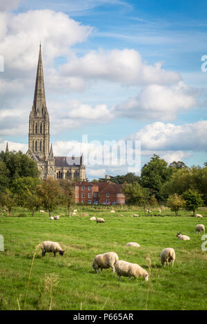 Die Kathedrale von Salisbury gesehen von den Wiesen Stockfoto