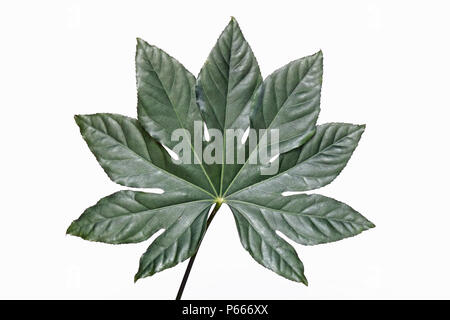 Blatt von fatsia japonica oder aralia japonicajapan Stockfoto