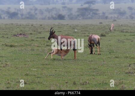 East African Topi. Bild in der OLARE Motorogi Conservancy, Masai Mara, Kenia, Afrika Stockfoto