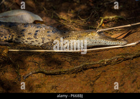 Tierwelt Panamas mit einem jungen amerikanischen Krokodil, Crocodylus acutus, am Seeufer des Gatun Lake, Provinz Colon, Republik Panama. Stockfoto