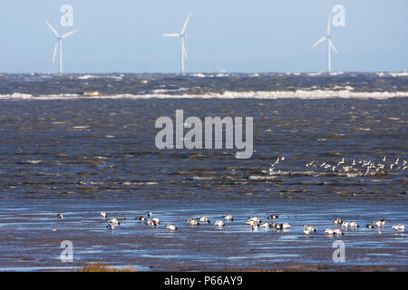Watvögel, Offshore- Windenergieanlagen, Talacre Feuerstein, RSPB Nature Reserve, Dee Estuary, Wales UK Stockfoto