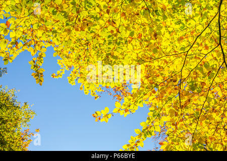 Krone der Buche im Herbst als von unten gegen den blauen Himmel gesehen Stockfoto