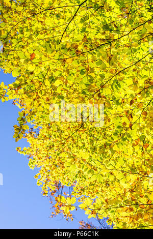 Krone der Buche im Herbst als von unten gegen den blauen Himmel gesehen Stockfoto