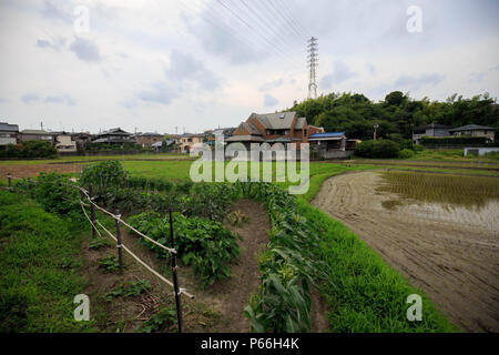 Grüne Pflanzen auf kleinen Bauernhof in japanischen Nachbarschaft Stockfoto