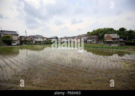 Frisch Reisfeld, die Himmel in japanischen Nachbarschaft gepflanzt Stockfoto