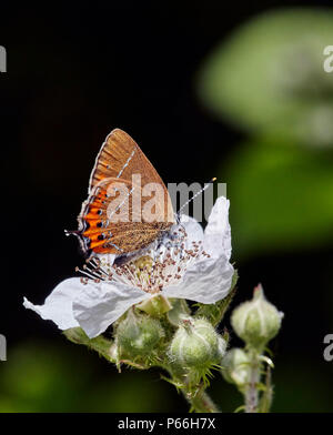 Schwarz Hairstreak nectaring am Dornbusch Blumen. Eine Kolonie in Ditchling Gemeinsamen nur entdeckt im Jahr 2017. Sussex, England. Stockfoto