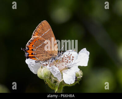 Schwarz Hairstreak nectaring am Dornbusch Blumen. Eine Kolonie in Ditchling Gemeinsamen nur entdeckt im Jahr 2017. Sussex, England. Stockfoto