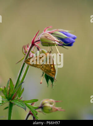 Sitochroa verticalis (a micro Motten) auf Meadow Crane's-Bill. Hurst suchen, East Molesey, Surrey, England. Stockfoto