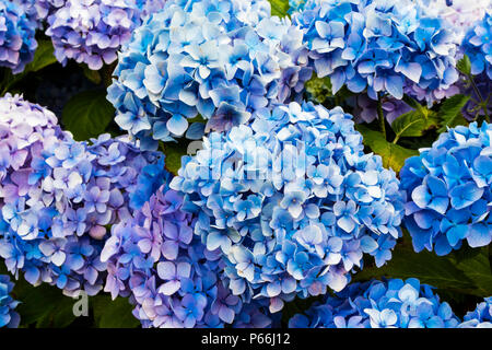 Nahaufnahme der Blaue Hortensie (Hydrangea Macrophylla) in einem Garten. Stockfoto