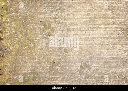 Hund Fußabdrücke auf frischen Beton. Stockfoto