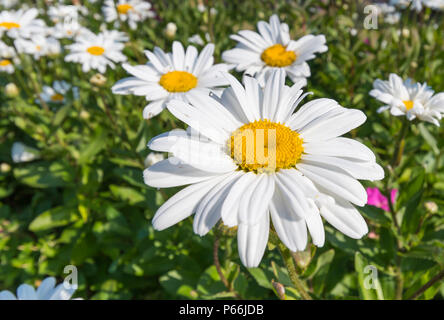 Leucanthemum x 'Lilac oder Shasta Gänseblümchen, große Daisy - wie Blume im Sommer in West Sussex, England, UK. Shasta daisy im Sommer. Stockfoto