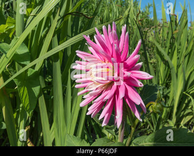 Single rosa Cactus Dahlie Blüte im Sommer in West Sussex, England, UK. Dahlien. Stockfoto