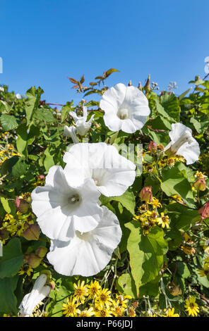 Weiß Trompete Blumen der Hedge Bindweed (Calystegia sepium, Rutland Schönheit, Bugle Weinstock, himmlischen Posaunen, bellbind) im Sommer in West Sussex, UK. Stockfoto