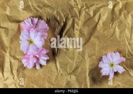 Japanische rosa Kirschblüten auf Zerknitterten braunen Papier. Stockfoto