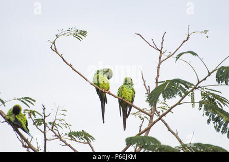 Schöne Vögel oder Nanday Prince-Black Sittiche Sittich Stockfoto