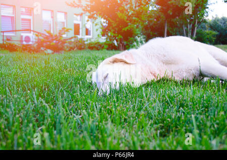 Ansicht von oben der Welpe Hund auf grünem Gras, Rollen auf dem Rücken Bauch oben in unterwürfiger Pose Stockfoto