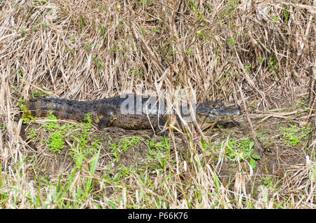 Schöne Jacare (Caiman yacare) im brasilianischen Feuchtgebiet. Stockfoto