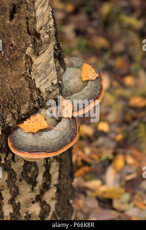 Birch polypore auf einem Baumstamm mit Laub im Herbst Stockfoto