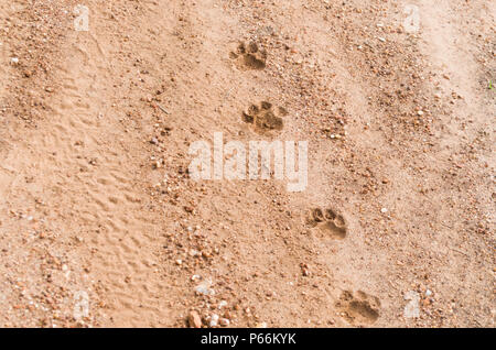 Spuren von onca Pintada, Jaguar (Panthera onca) Im brasilianischen Pantanal Stockfoto