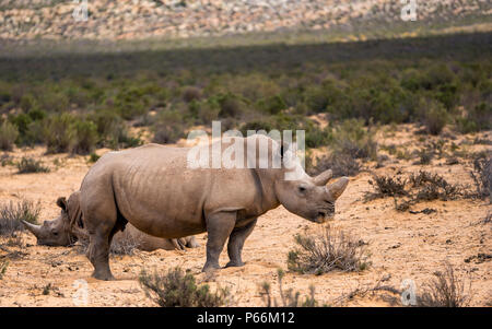 Weiße Nashörner in Aquila Private Game Reserve Stockfoto