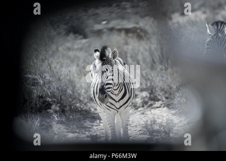 Zebra schwarz-weiß, Blick durch ein Loch in der Markise der Auto Stockfoto