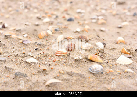 Muscheln am Strand, Sand Textur mit selektiven Fokus oder Verwischen und Kopieren. Stockfoto