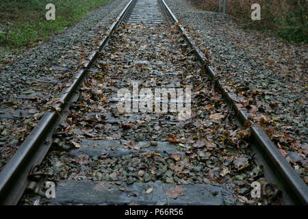 Blätter auf der Linie, Leicestershire. November 2005 Stockfoto