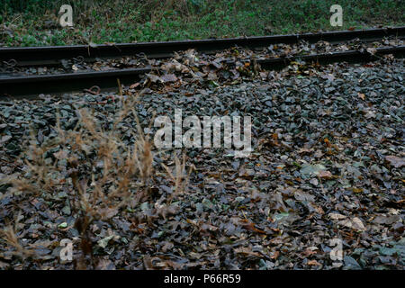 Blätter auf der Linie, Leicestershire. November 2005 Stockfoto