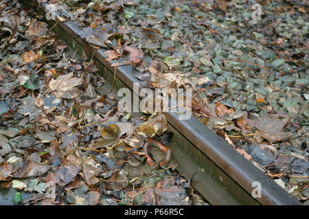 Blätter auf der Linie, Leicestershire. November 2005 Stockfoto