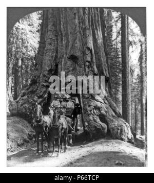 Der berühmte Wawona Tunnel Tree und Bühne Trainer, obere Mariposa Grove, Kalifornien 1905. Stockfoto