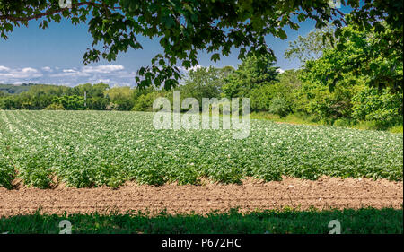 Detail von einem Feld in Bridgehampton NY Stockfoto