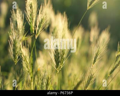 Ohren von Gras mit Sonnenuntergang Sonne abgedeckt Stockfoto