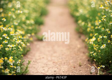 Pfad zwischen Blumen Gänseblümchen im Sommer Garten Stockfoto