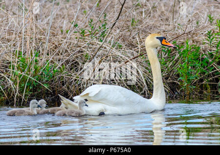 Ein weiblicher Höckerschwan (Cygnus olor) schwimmt mit Ihrem graue Babys (CYGNETS) in einem Feuchtgebiet in der Nähe von Culver, Indiana Stockfoto