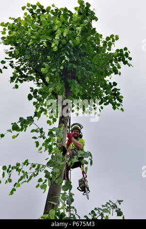 Baum Chirurg mit schützenden Fangvorrichtung und Kettensäge auf Stamm von Lime Tree wird abgeschnitten Stockfoto