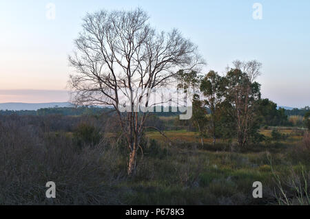 Bäume und der Dämmerung in der Nähe des Ria Formosa. Ludo, Algarve, Portugal Stockfoto