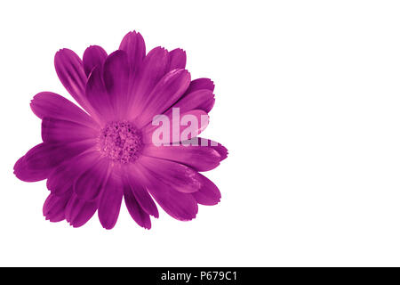 Lila Blumen auf Schwarz mit Kopie Raum auf der rechten Seite isoliert Stockfoto
