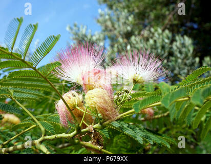 Japanische Akazie, Albizia julibrissin, schönen blühenden hellrosa Blüten wie Mimosa im Vordergrund und Grüner Baum Blätter und Himmel im Hintergrund Stockfoto