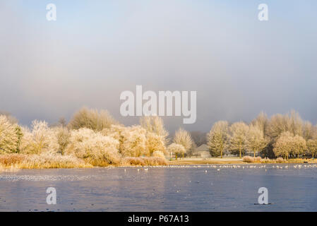 Raureif und Eis, Trout Lake, John Hendry Park, Vancouver, British Columbia, Kanada Stockfoto